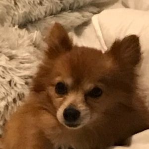 Meet your Posher, Savannah